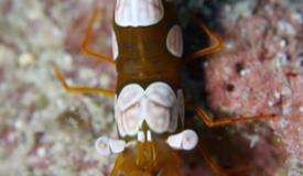 marine-biota-kepulauan-seribu-jakarta-15.jpg