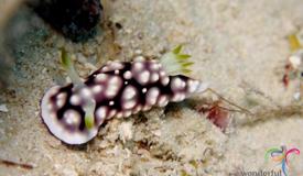 marine-biota-kepulauan-seribu-jakarta-17.jpg