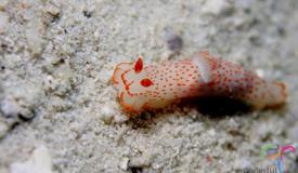 marine-biota-kepulauan-seribu-jakarta-9.jpg