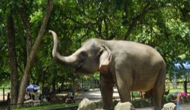 ragunan-zoo-jakarta-3.jpg