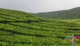 kayu-aro-tea-plantation-jambi-2.jpg
