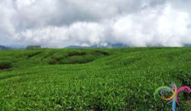 kayu-aro-tea-plantation-jambi-3.jpg