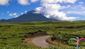 kayu-aro-tea-plantation-jambi.jpg