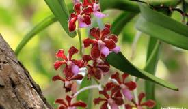 gallery/komodo_island/anggrek-orchid-komodo-island.jpg