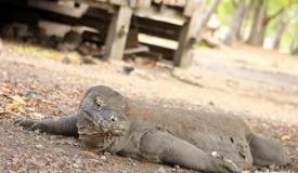 gallery/komodo_island/komodo_varanus-komodoensis_3.jpg