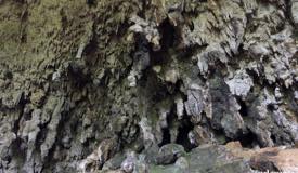 gallery/liang_bua/goa-liang-bua-manggarai-07.jpg