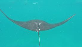 gallery/manta-point/manta-ray-labuan-bajo-2.jpg