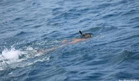 gallery/manta-point/snorkeling-manta-point-komodo-flores-1.jpg