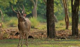 gallery/rinca_island/cervus-timorensis-2.jpg