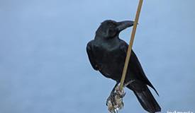 gallery/rinca_island/gagak-flores_corvus-florensis-1.jpg