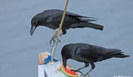 gallery/rinca_island/gagak-flores_corvus-florensis-3.jpg