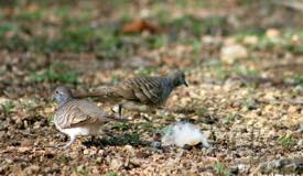 gallery/rinca_island/perkutut_zebra-dove_geopelia-striata_1.jpg