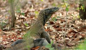 gallery/rinca_island/varanus-komodoensis-7.jpg