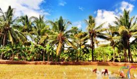 kiluan-bay-tanggamus-lampung-1.jpg