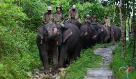 tangkahan-ecotourism-langkat-north-sumatra-1.jpg