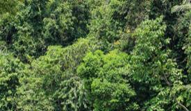 tangkahan-ecotourism-langkat-north-sumatra-3.jpg