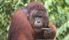 img/gallery/orangutan/Borneo_Orangutan_1.jpg