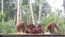 img/gallery/orangutan/Borneo_Orangutan_10.jpg