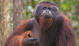 img/gallery/orangutan/Borneo_Orangutan_11.jpg