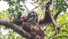 img/gallery/orangutan/Borneo_Orangutan_12.jpg