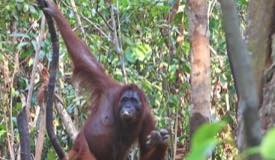 img/gallery/orangutan/Borneo_Orangutan_13.jpg