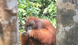 img/gallery/orangutan/Borneo_Orangutan_14.jpg