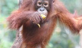 img/gallery/orangutan/Borneo_Orangutan_15.jpg