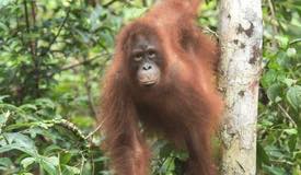 img/gallery/orangutan/Borneo_Orangutan_16.jpg