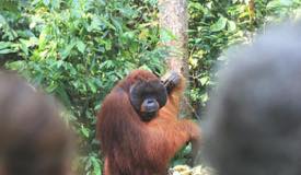 img/gallery/orangutan/Borneo_Orangutan_3.jpg