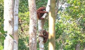 img/gallery/orangutan/Borneo_Orangutan_4.jpg