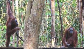 img/gallery/orangutan/Borneo_Orangutan_5.jpg