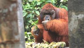 img/gallery/orangutan/Borneo_Orangutan_6.jpg
