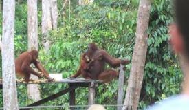 img/gallery/orangutan/Borneo_Orangutan_7.jpg
