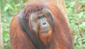 img/gallery/orangutan/Borneo_Orangutan_8.jpg