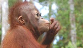 img/gallery/orangutan/Borneo_Orangutan_9.jpg