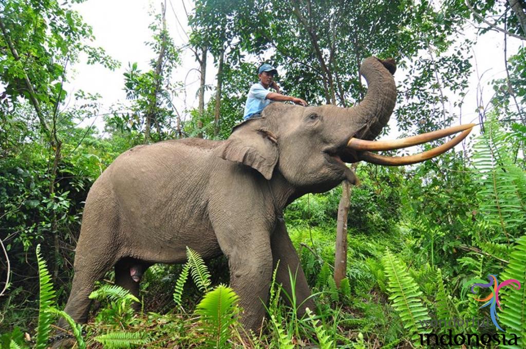 Riau Tourism Photo Gallery tesso nilo national park riau