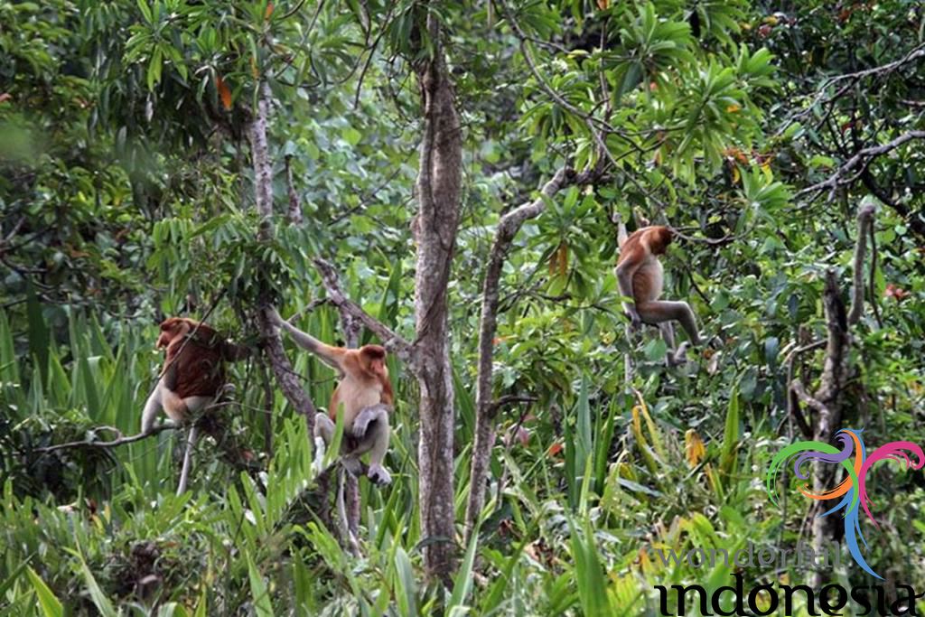 South Kalimantan - South Borneo Tourism - Photo Gallery - pulau kaget