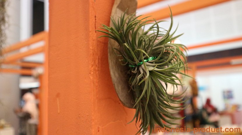 Greta-Hanging-Plants