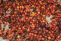 images/link/coffee-luwak.jpg