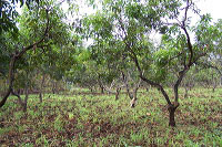 images/link/mango-plantation.jpg