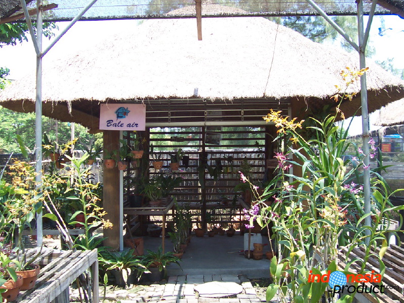 orchid-market-17.jpg