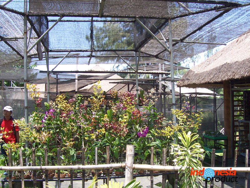 orchid-market-20.jpg