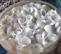 shell-crafts-05