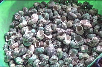 shell-crafts-08