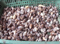 shell-crafts-11