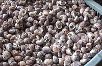 shell-crafts-18