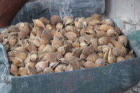 shell-crafts-20