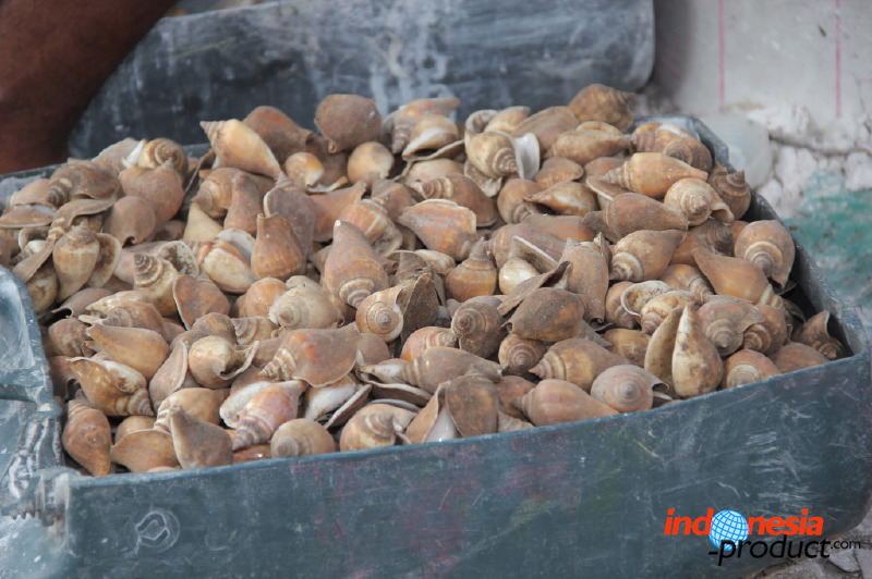 shell-crafts-20.jpg
