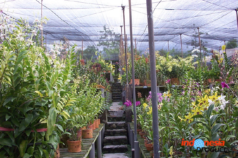 sien-orchid-prigen-_1f87251.jpg