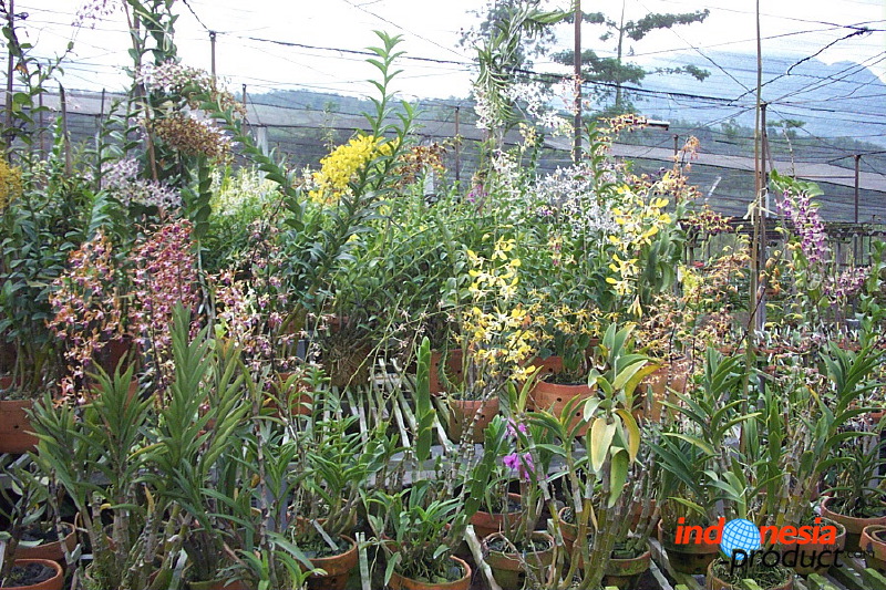 sien-orchid-prigen-_1f87253.jpg